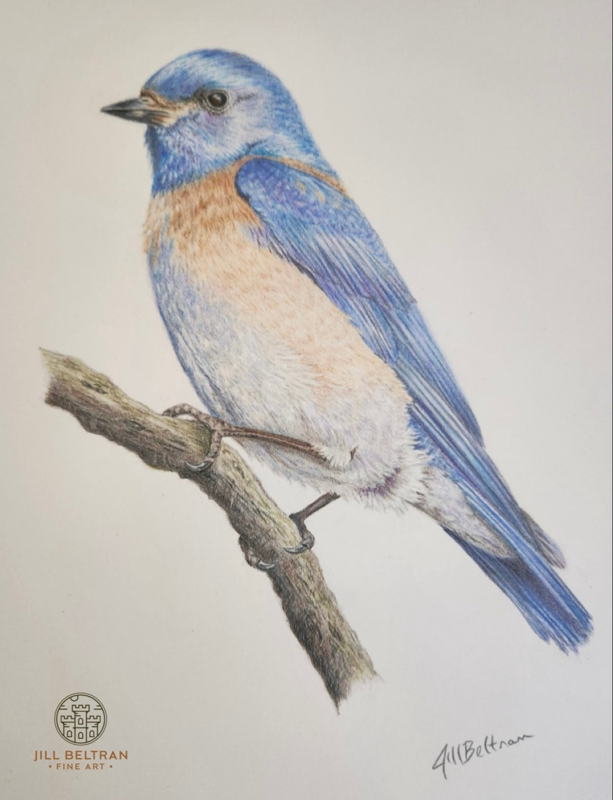 Western Blue Bird Limited Edition Print