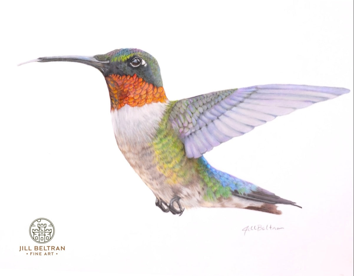 Hummingbird Limited Edition Print